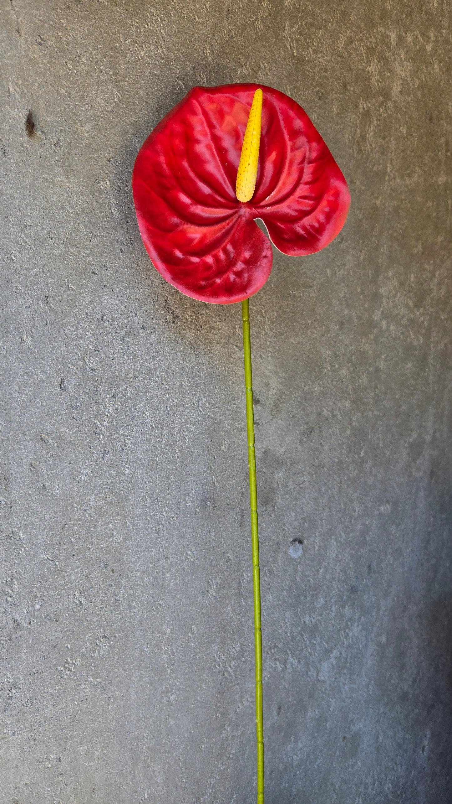 Classic Anthurium