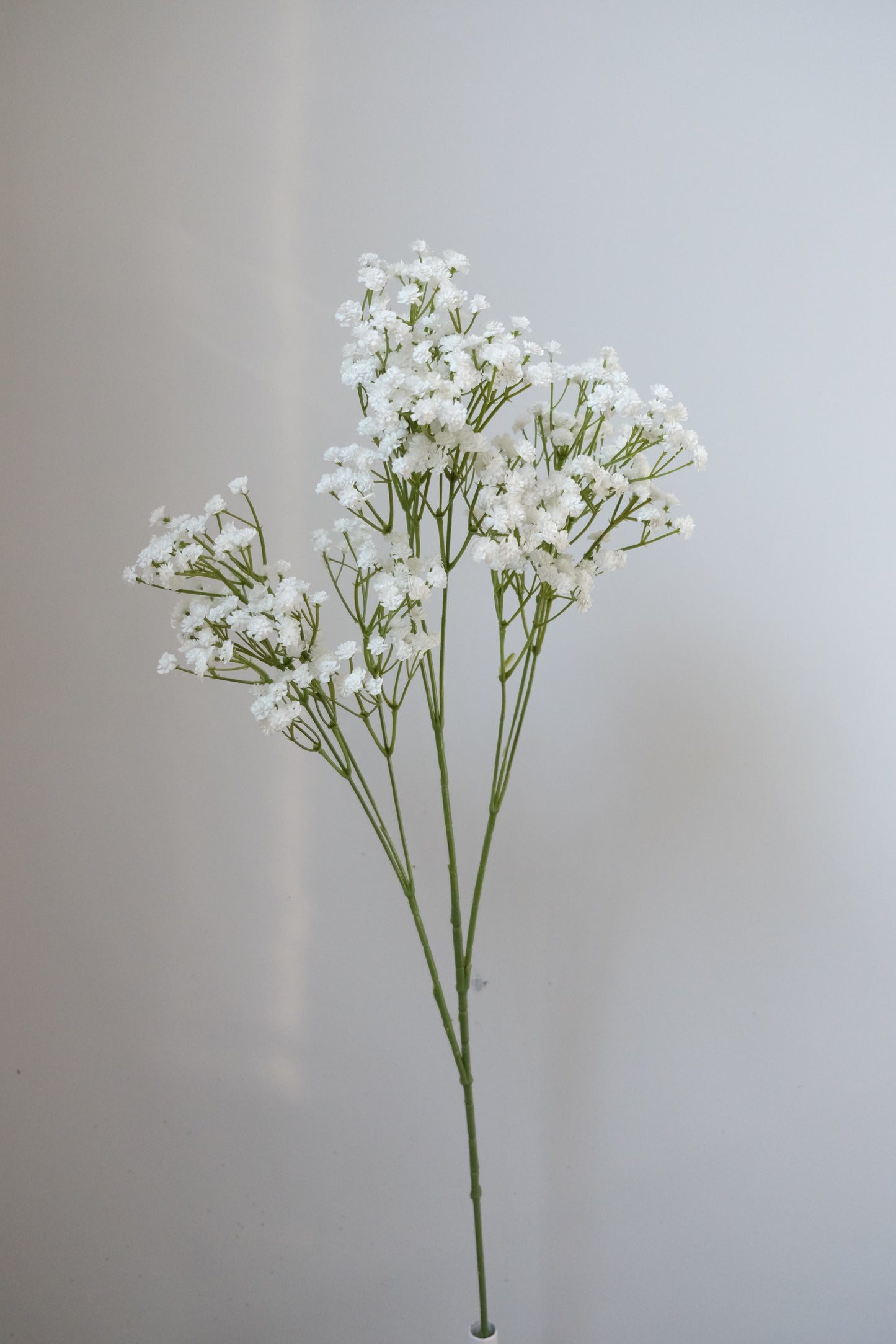 XXL White Baby's Breath