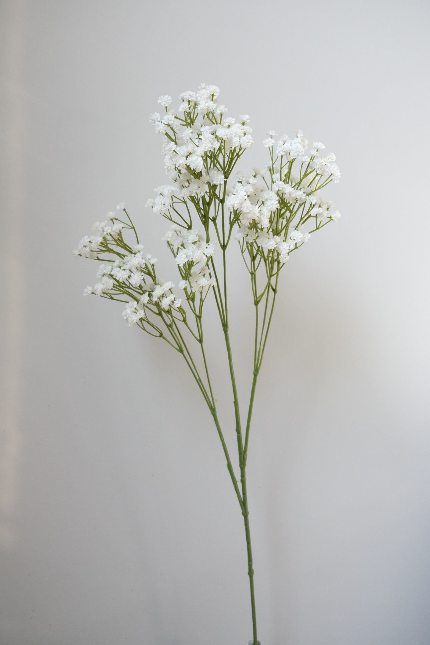 XXL White Baby's Breath