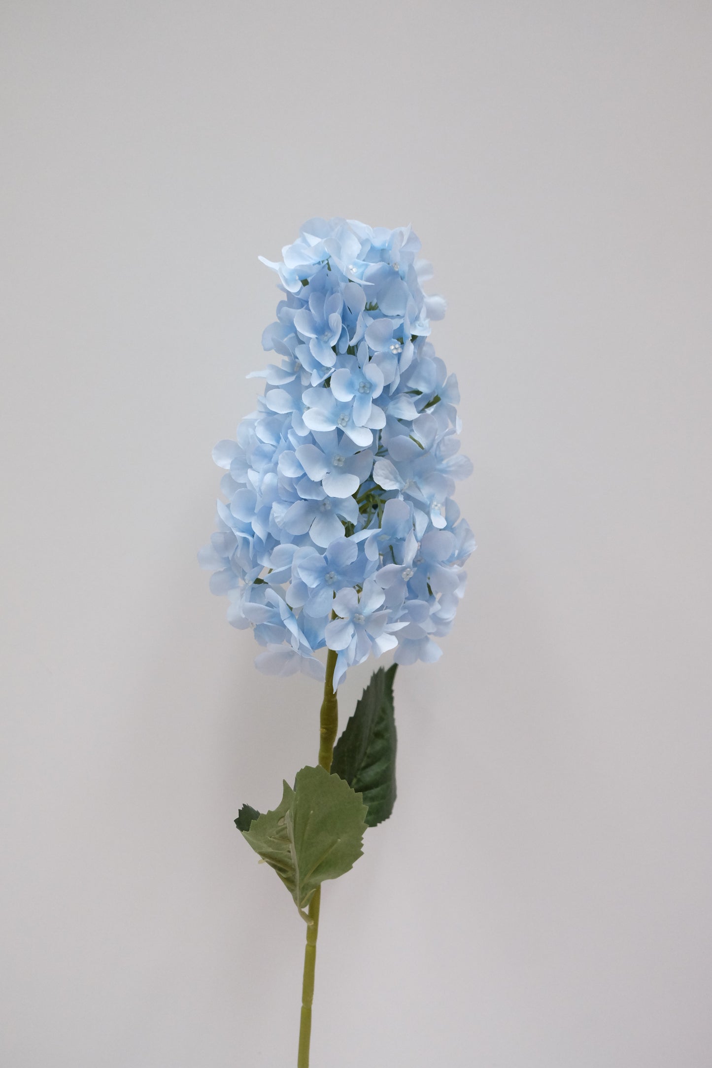 Cone Hydrangea (7 Colours)