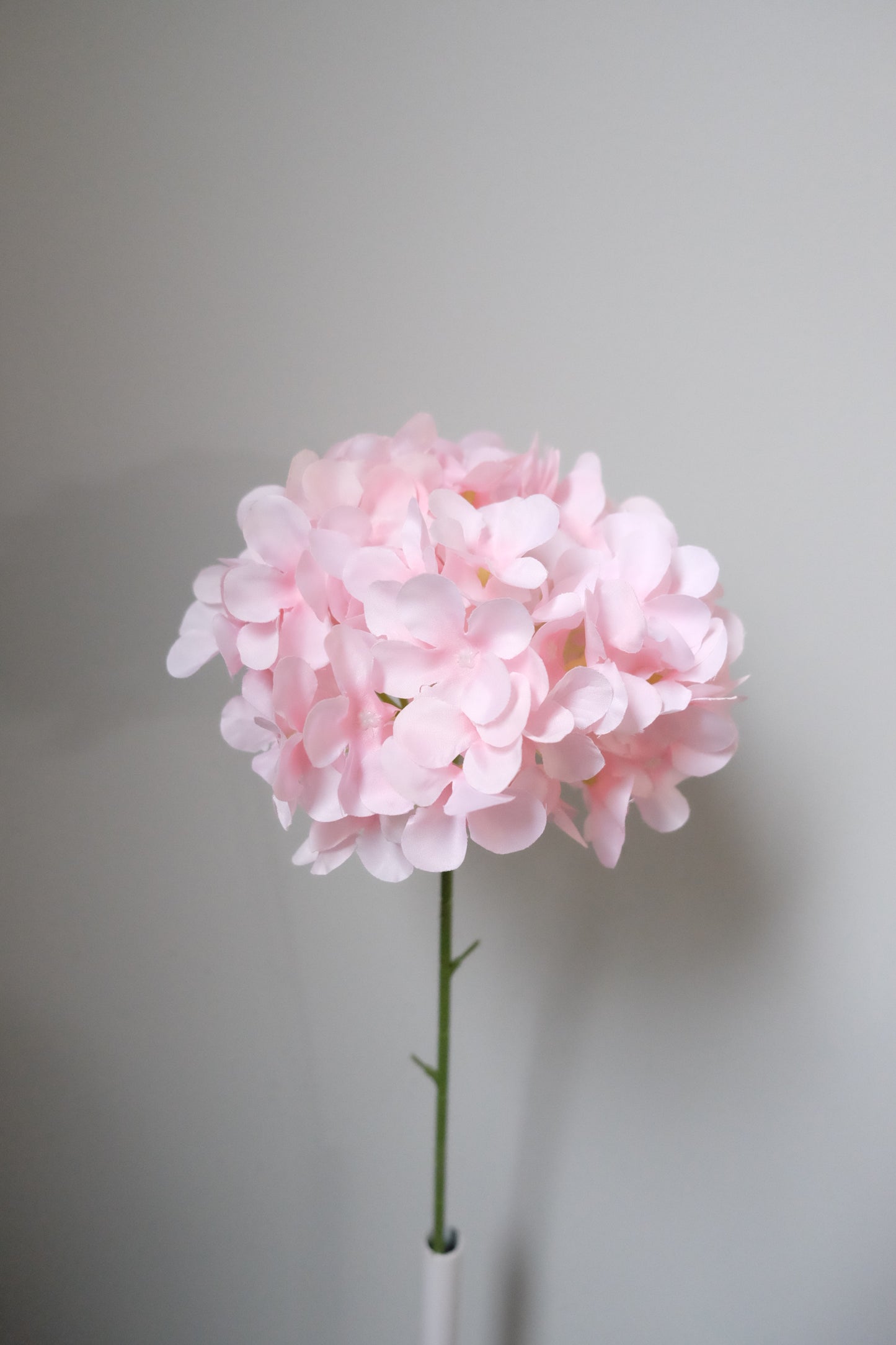Lollipop Hydrangea (8 Colours)