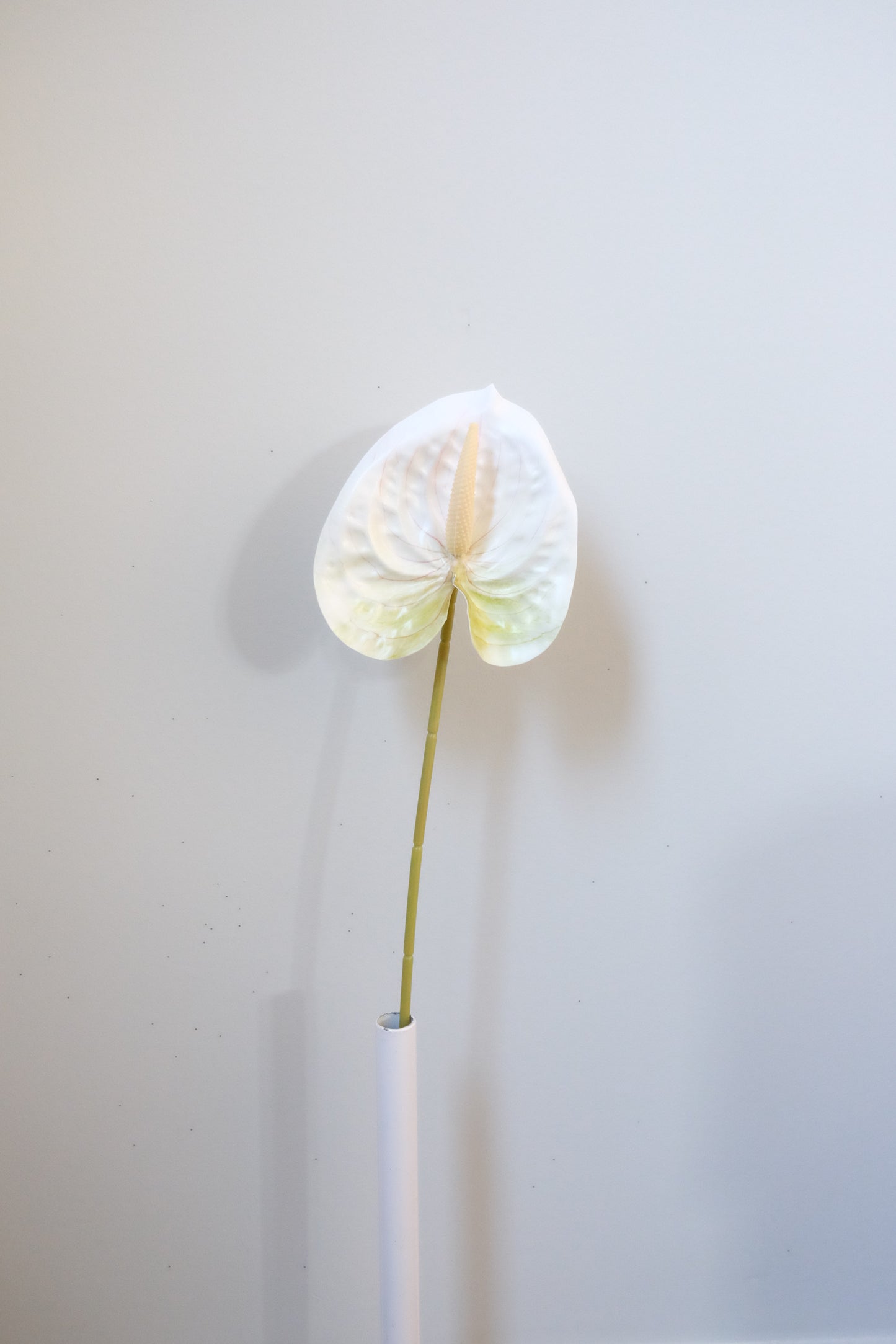 Classic Anthurium