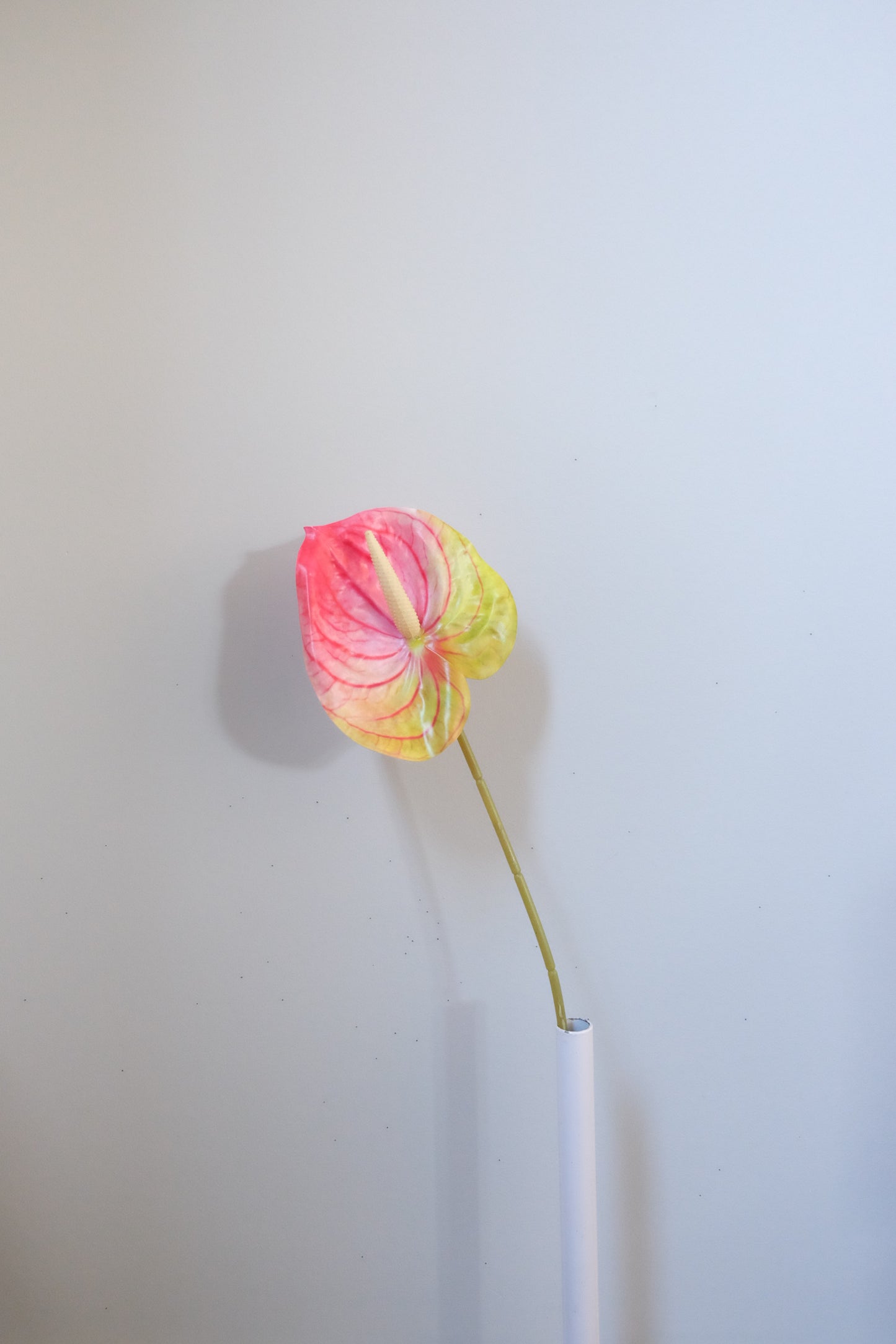 Classic Anthurium