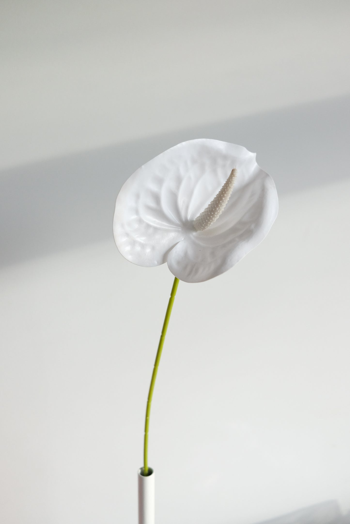 Classic Anthurium
