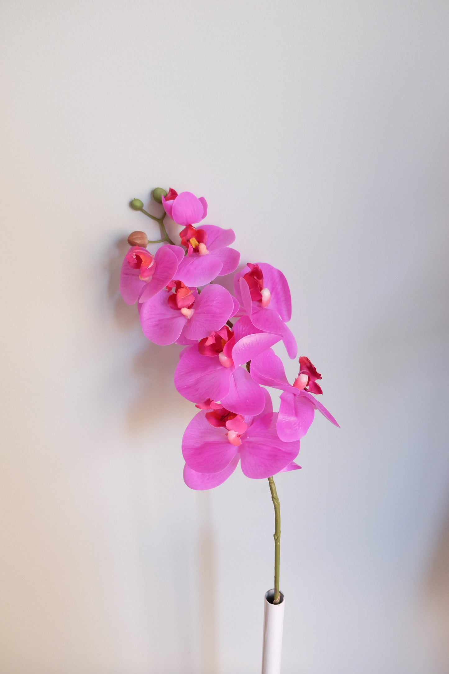 7H Oriental Orchid (Real Touch)