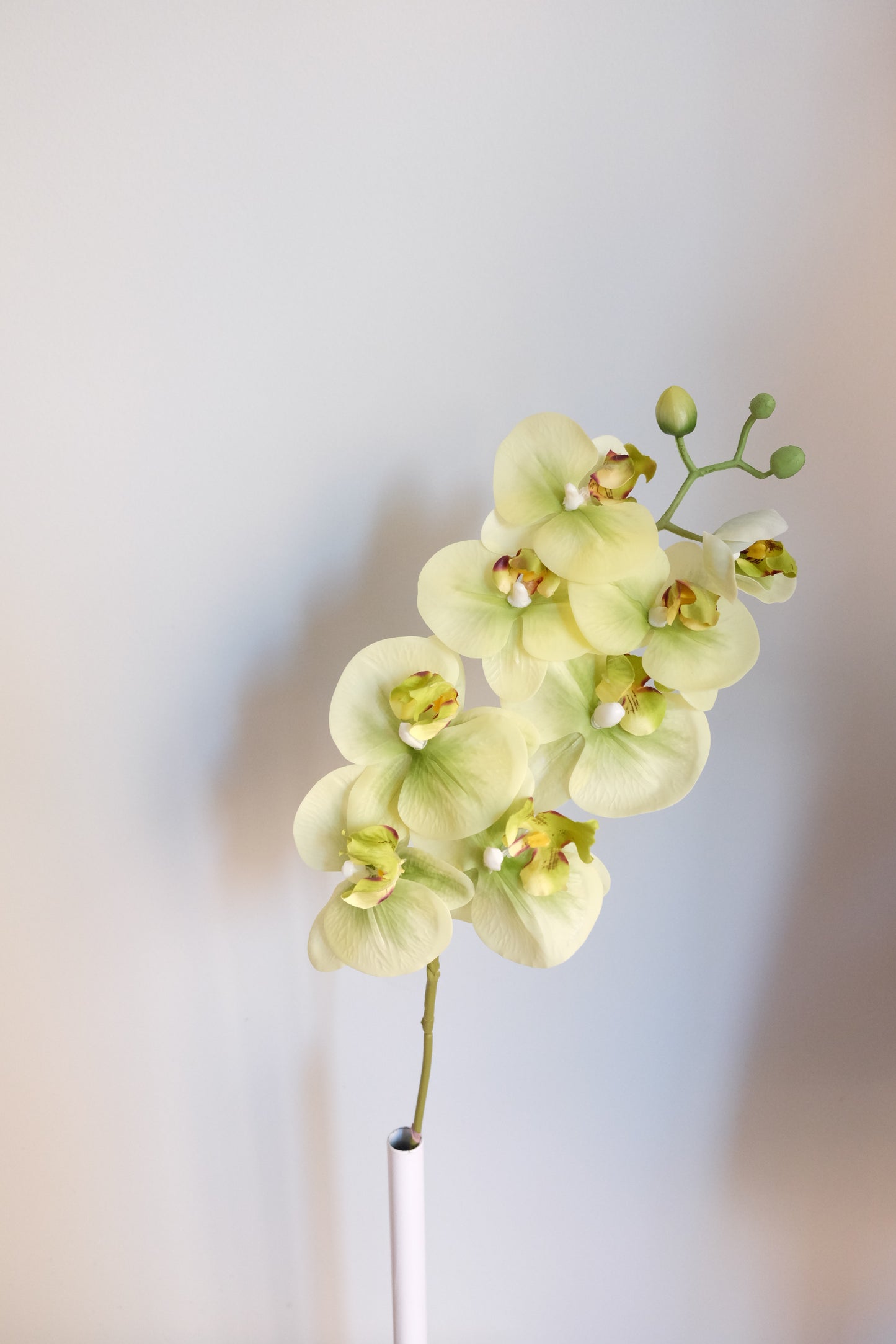 7H Oriental Orchid (Real Touch)