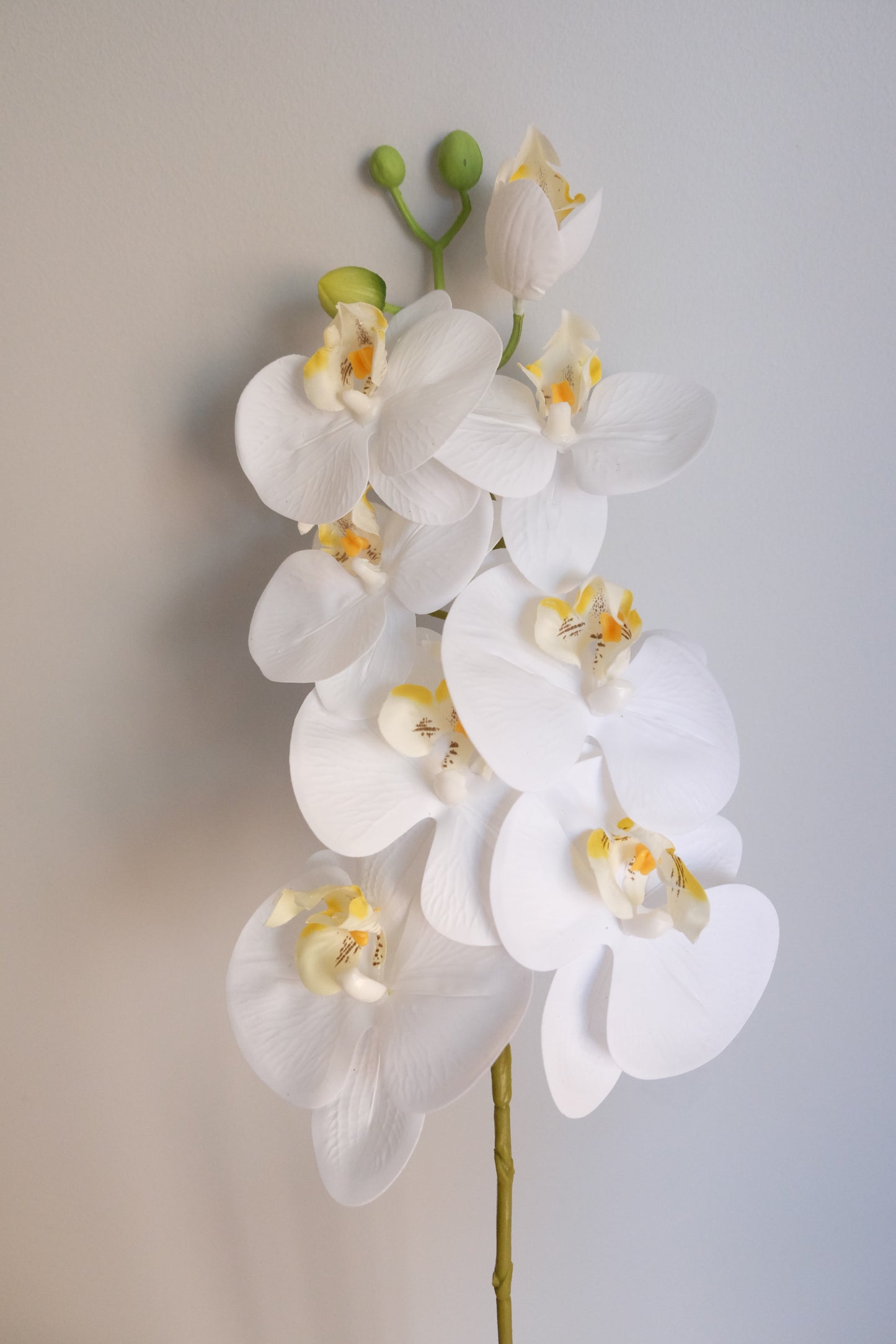 7H Oriental Orchid (Real Touch)