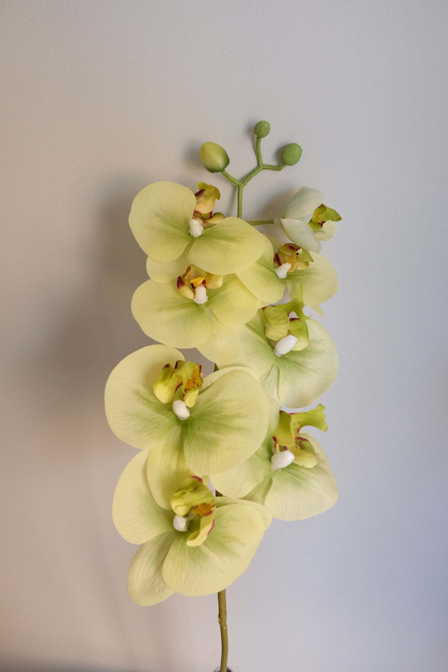 7H Oriental Orchid (Real Touch)