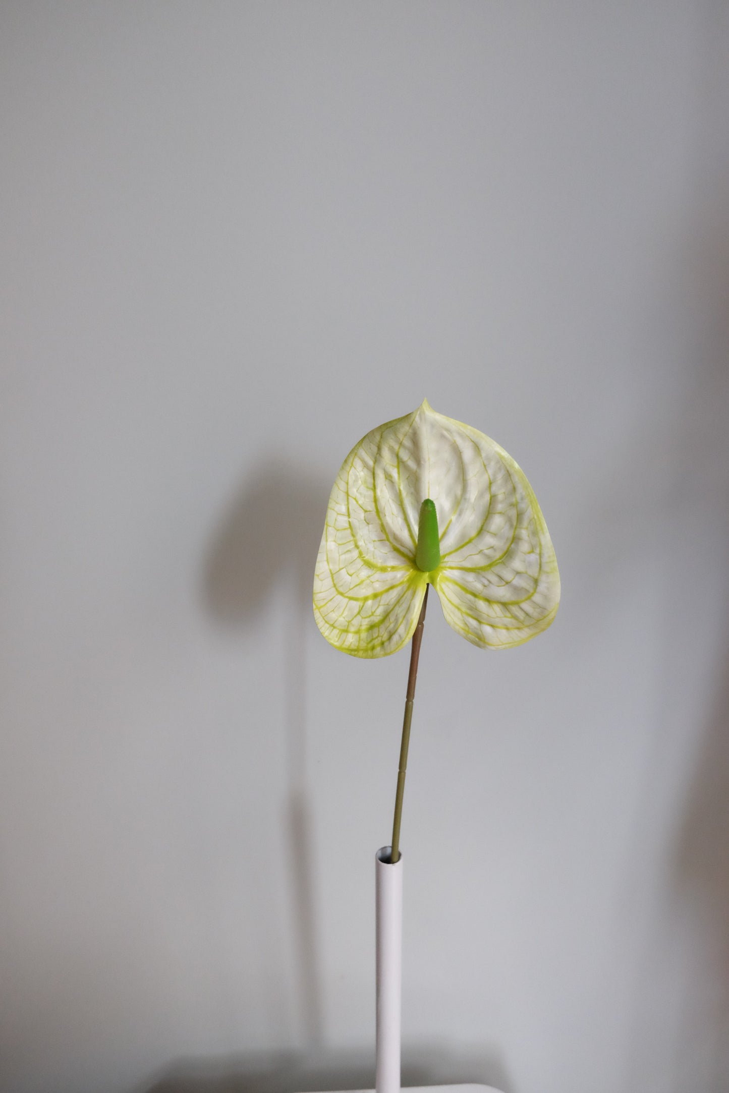 FRESH TOUCH Garden Anthurium