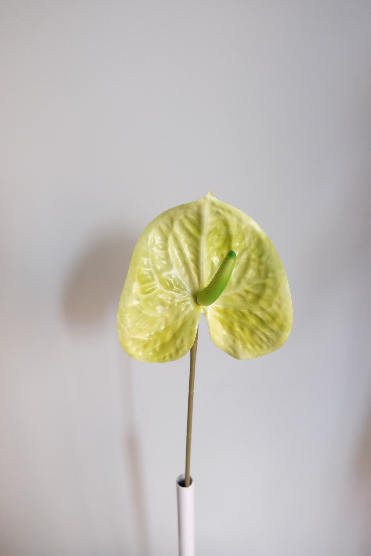FRESH TOUCH Garden Anthurium
