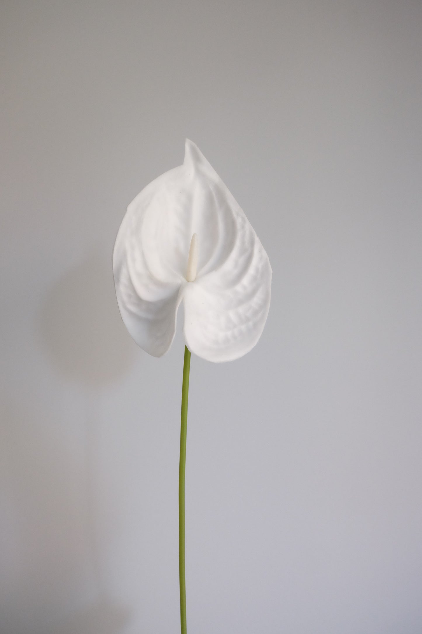 Ice Anthurium