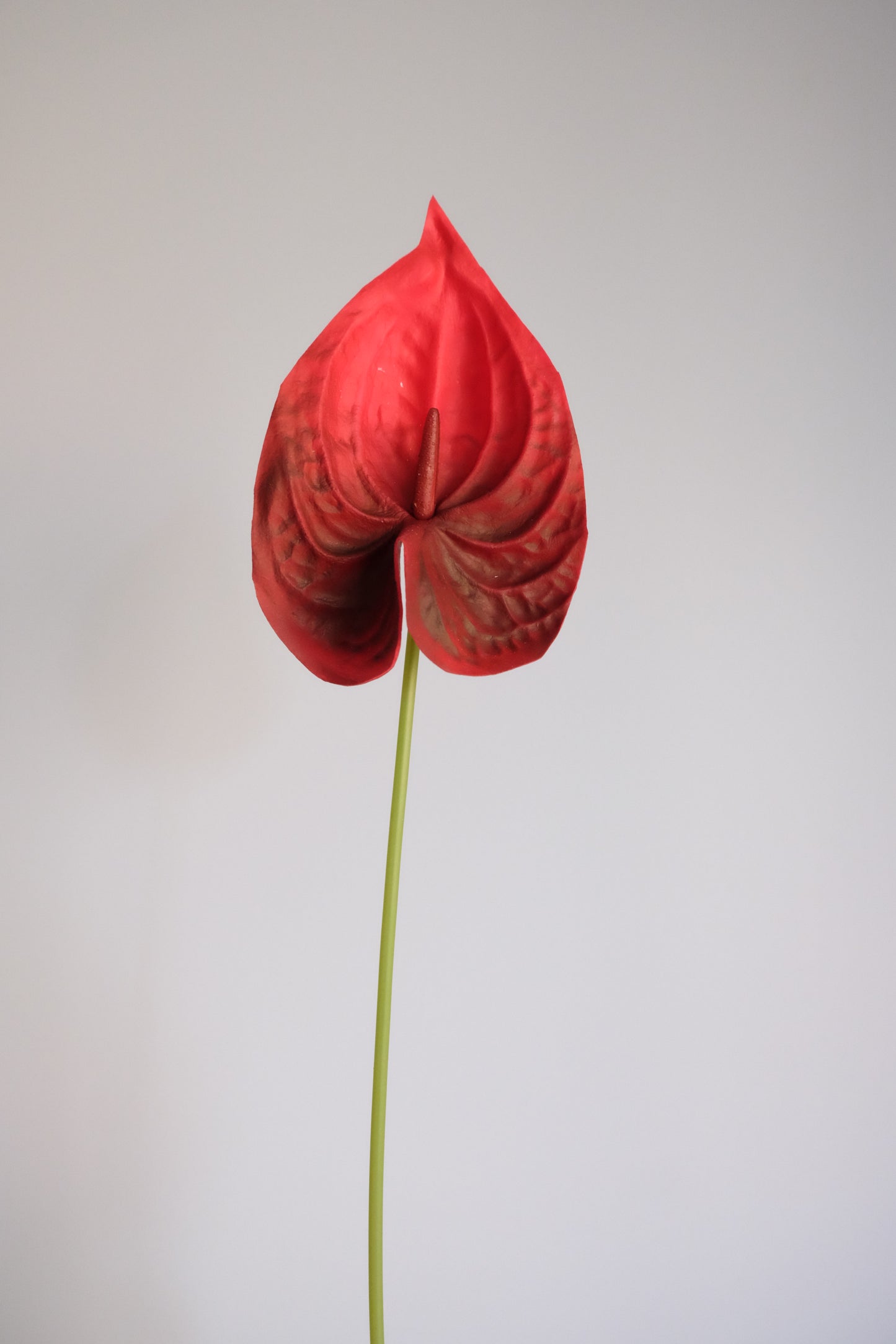 Ice Anthurium