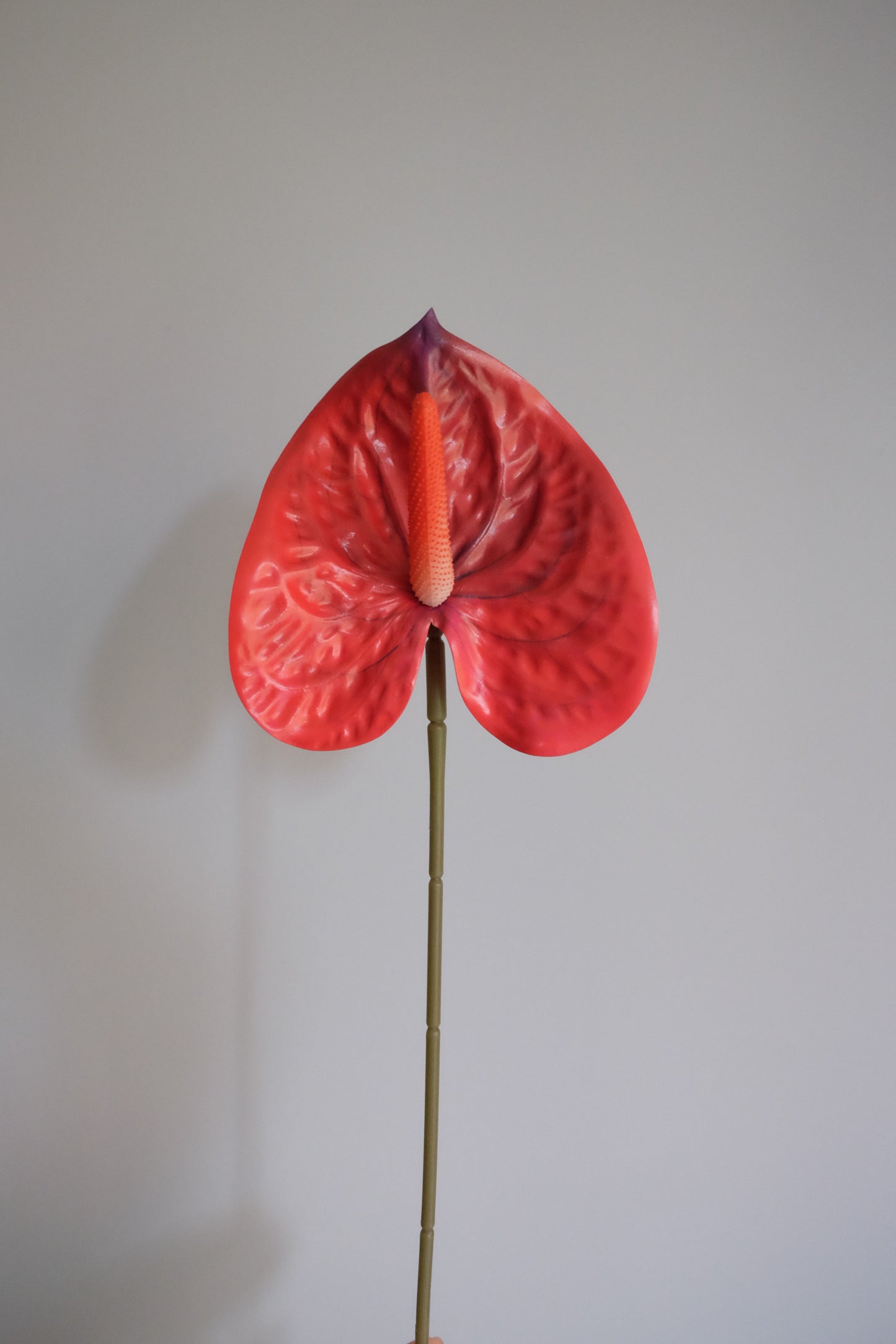 FRESH TOUCH Garden Anthurium