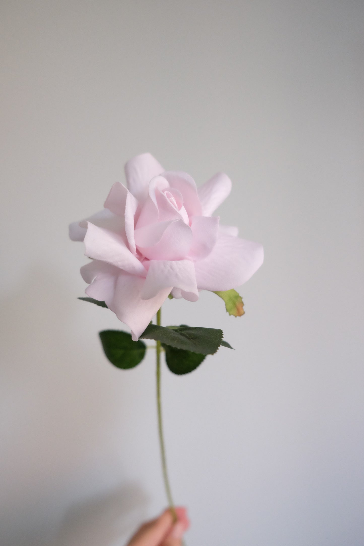 French Velvet Rose (Single Stem, 3 Colours)