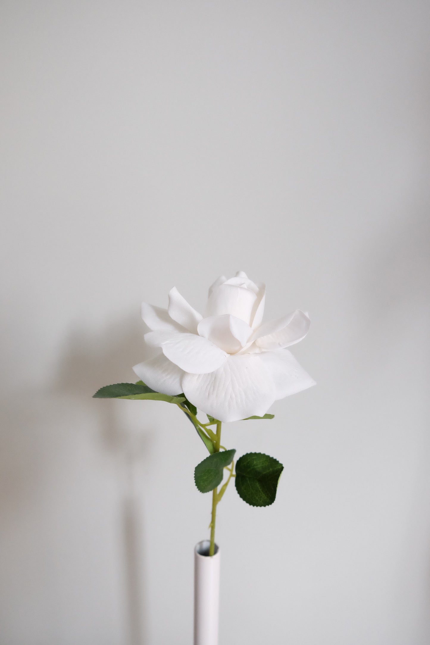 French Velvet Rose (Single Stem, 3 Colours)