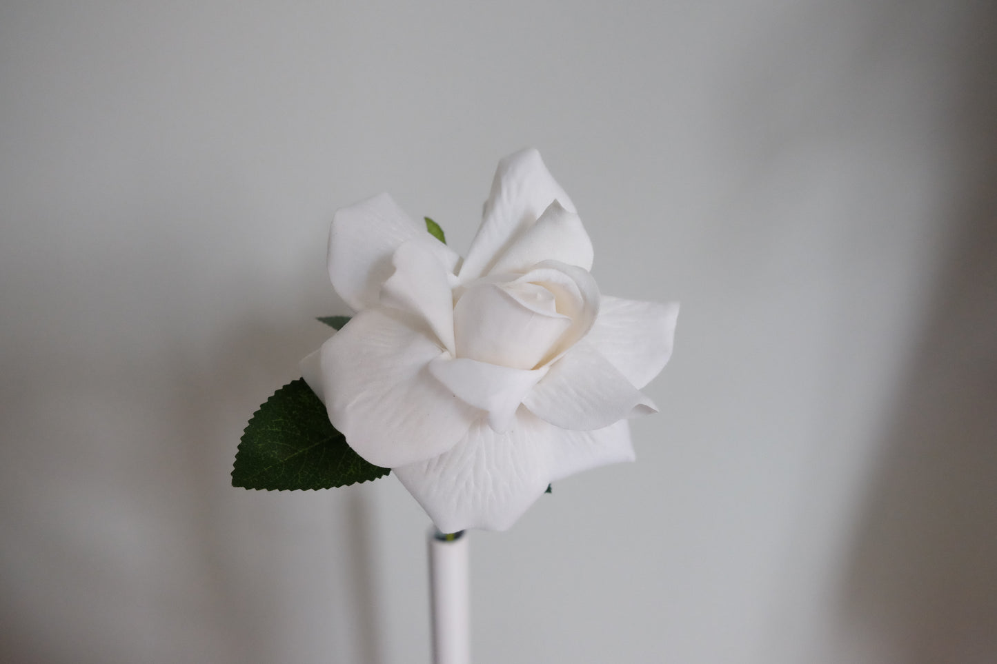 French Velvet Rose (Single Stem, 3 Colours)