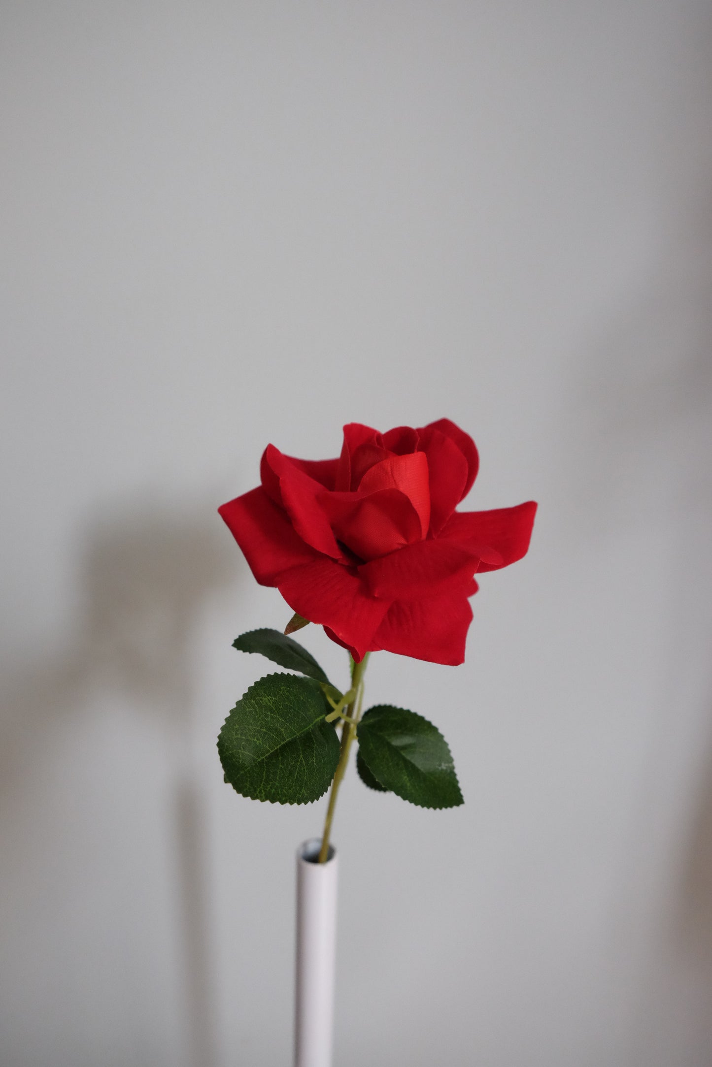 French Velvet Rose (Single Stem, 3 Colours)