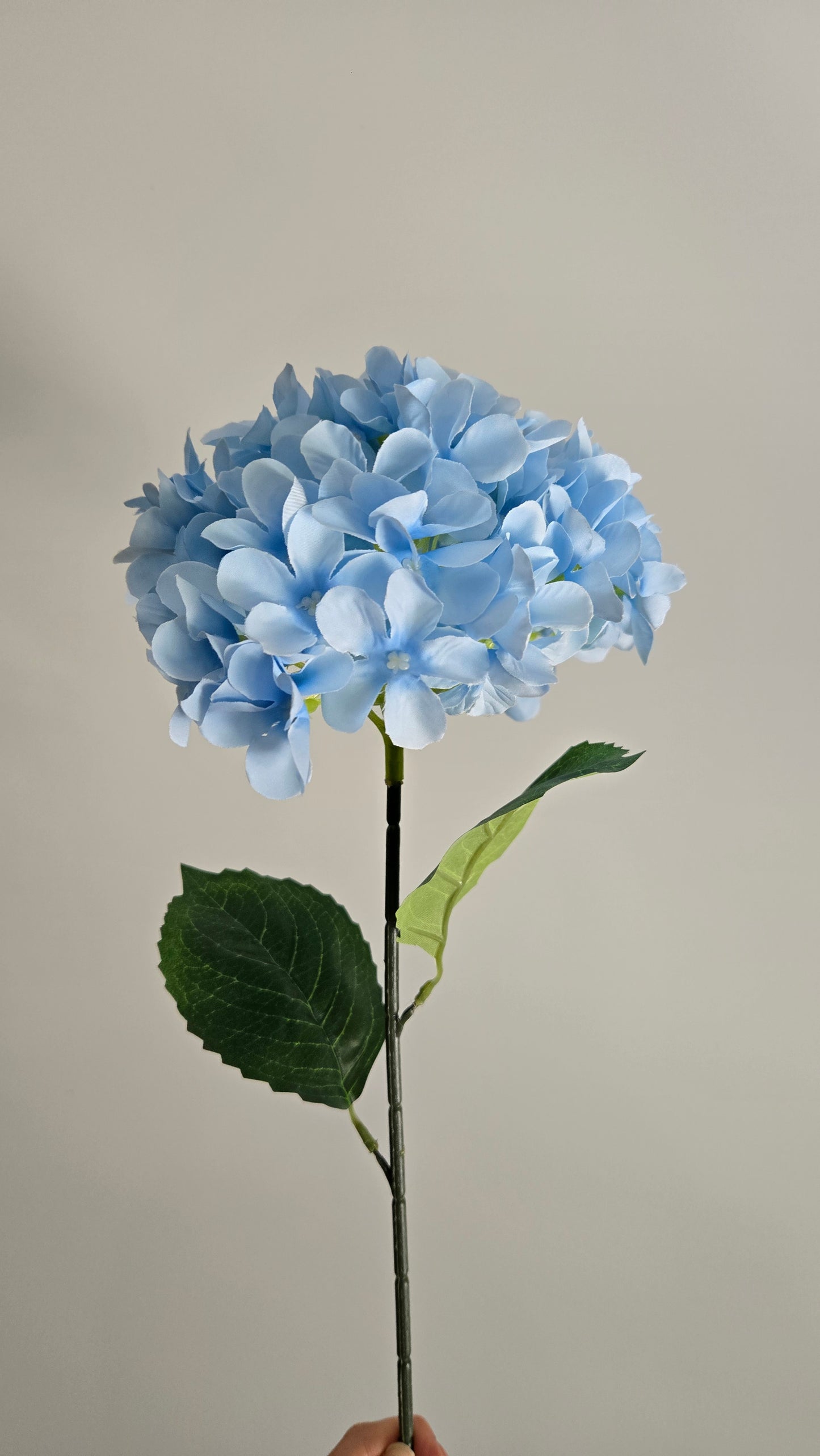 Premium Single Stem Hydrangea