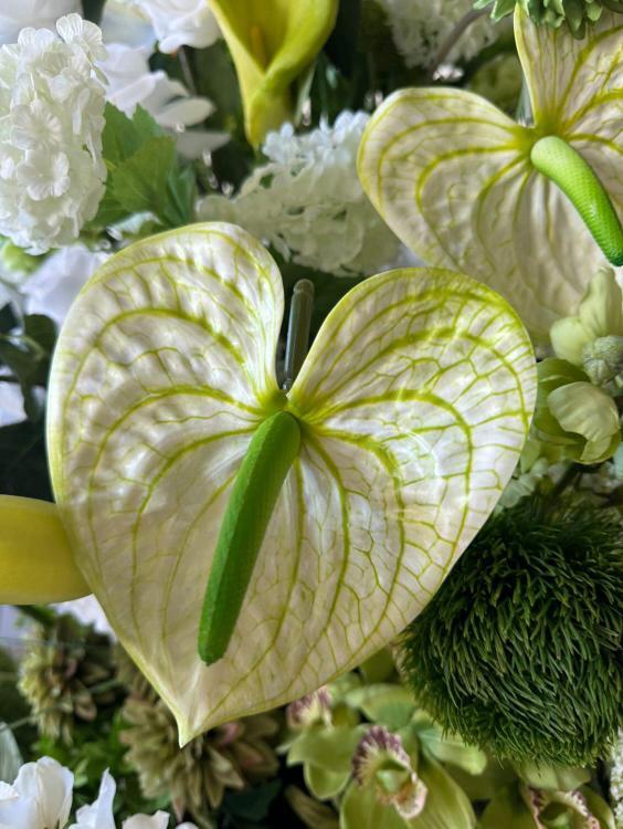 FRESH TOUCH Garden Anthurium
