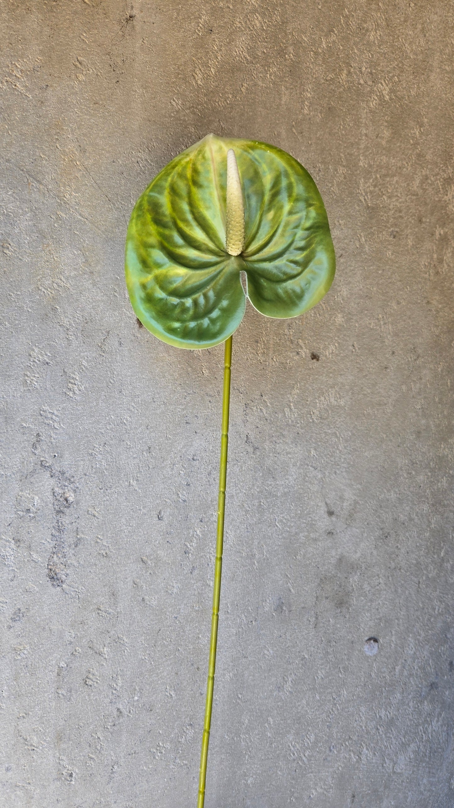 Classic Anthurium