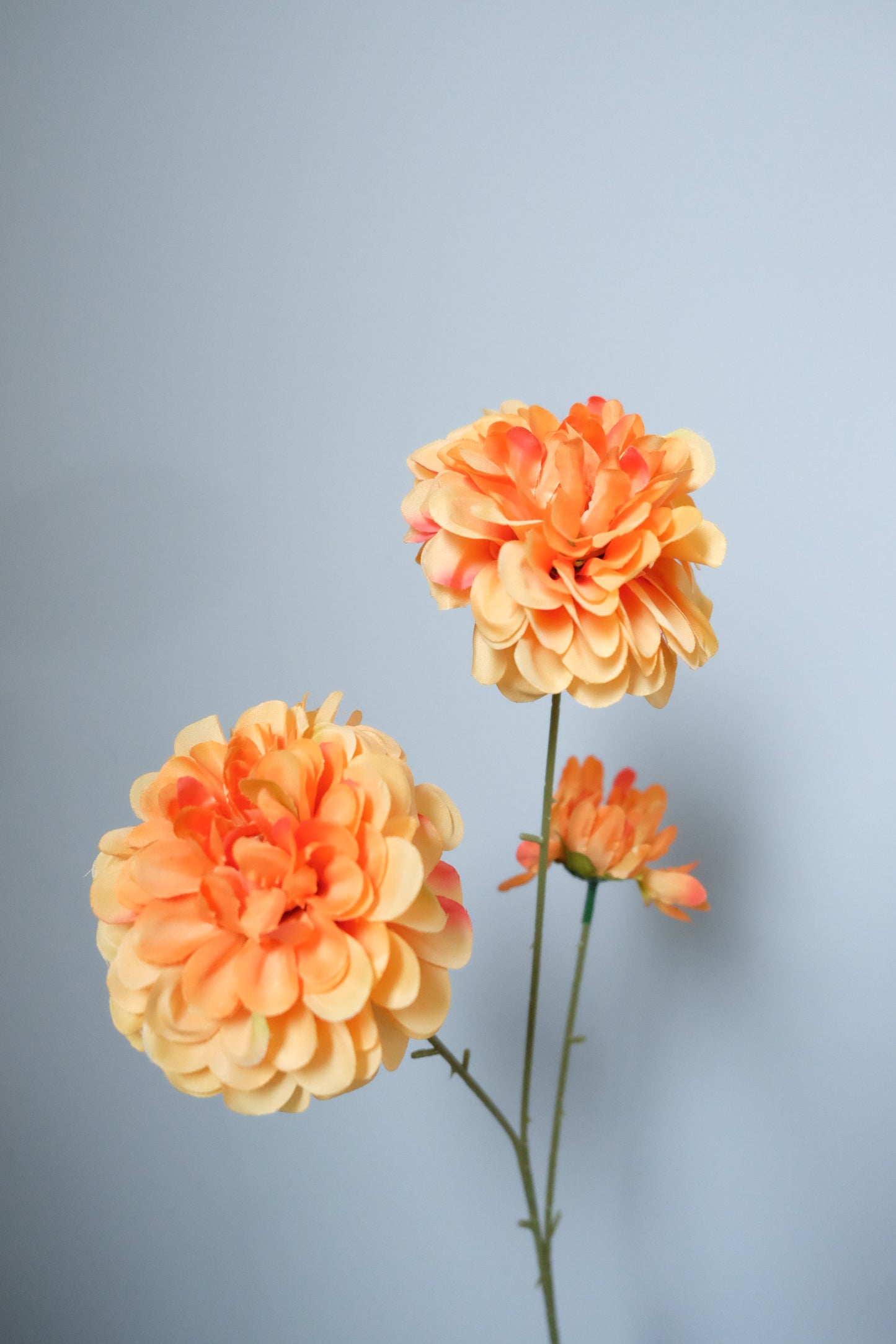 Éclat de Fleurs