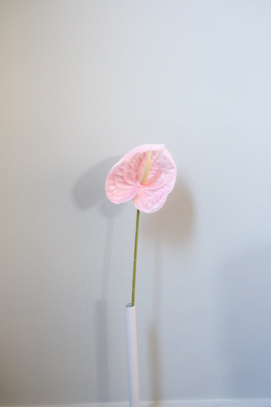 Classic Anthurium