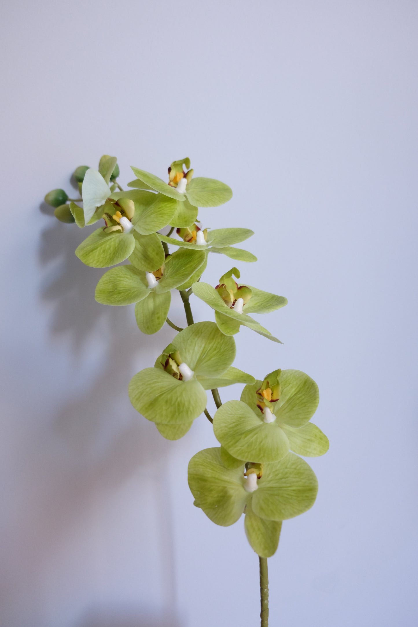 9H Oriental Orchid (Real Touch)