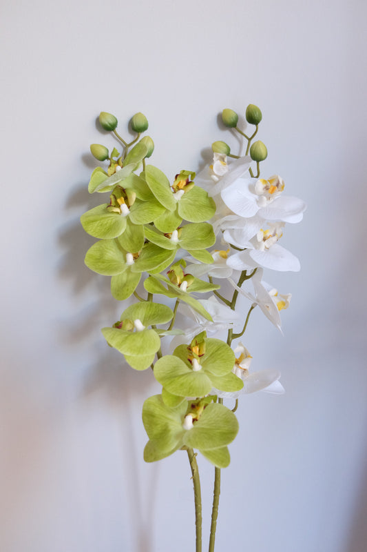 9H Oriental Orchid (Real Touch)