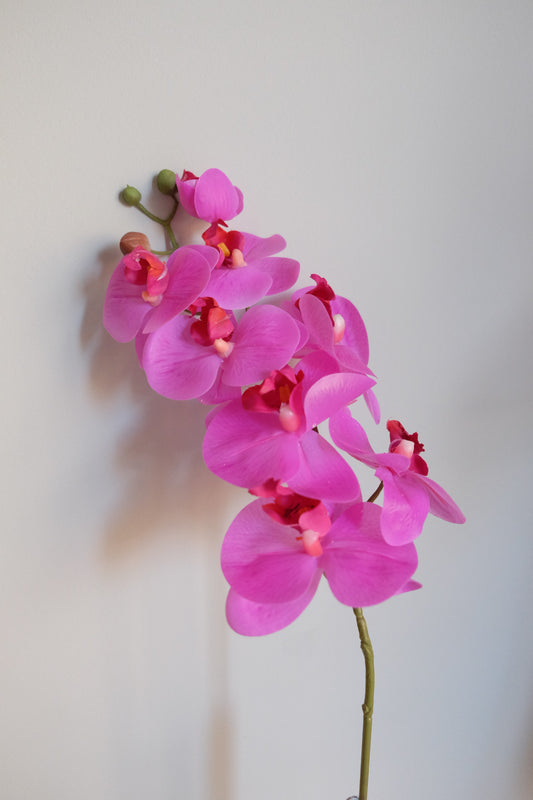 7H Oriental Orchid (Real Touch)