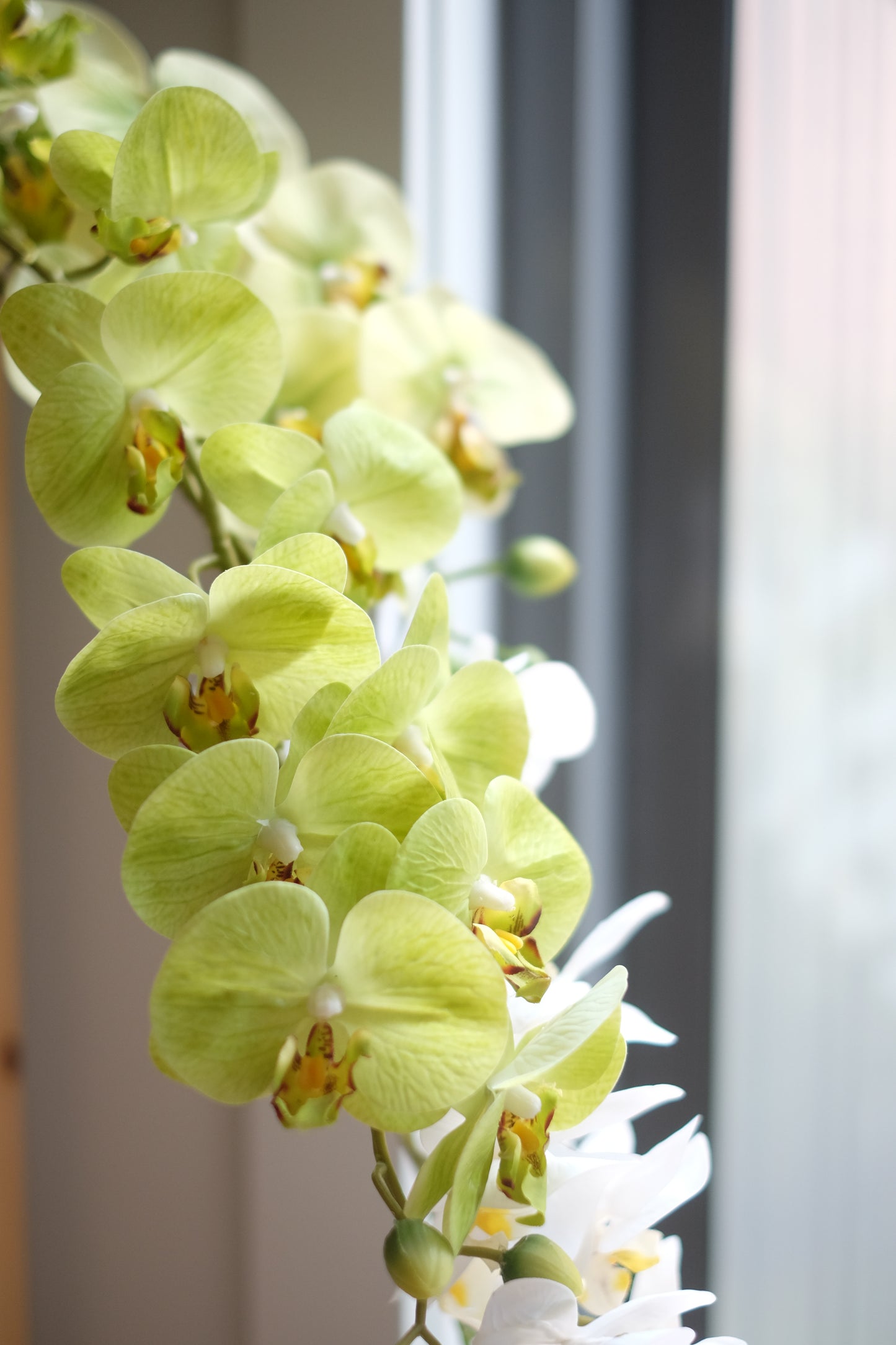 9H Oriental Orchid (Real Touch)