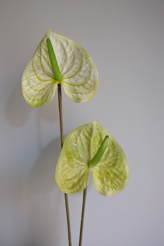 FRESH TOUCH Garden Anthurium