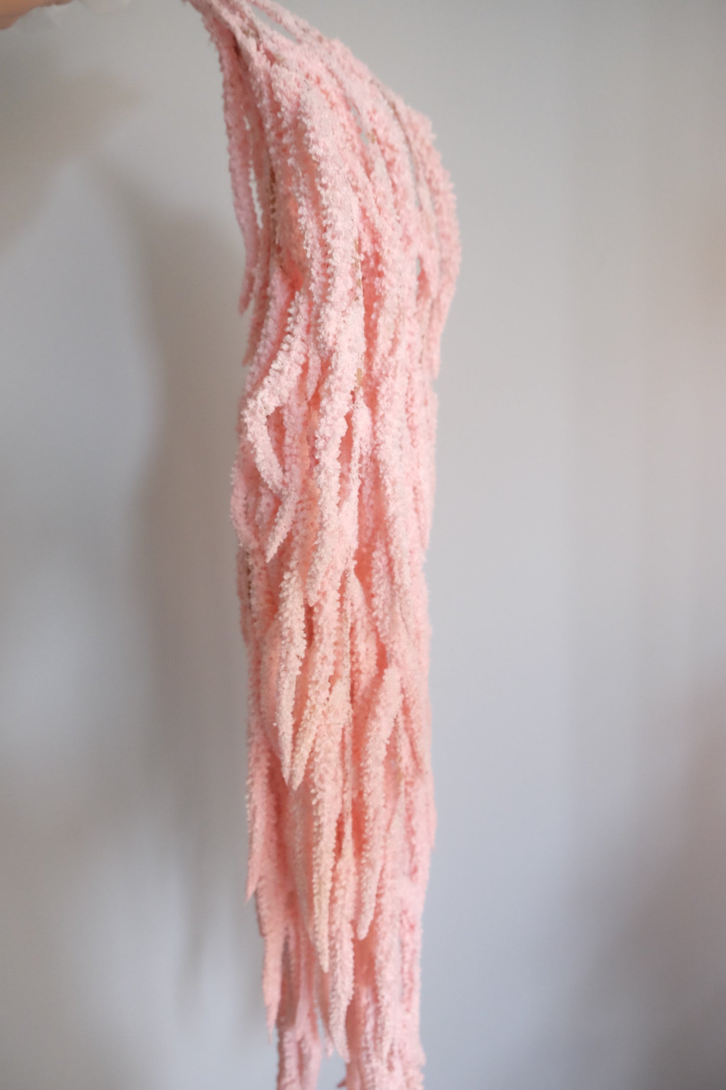 Amaranthus
