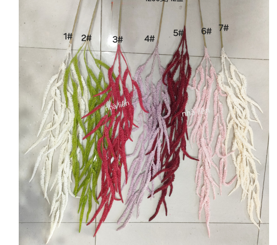 Amaranthus